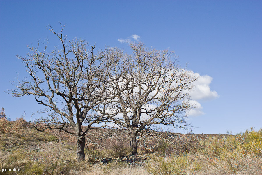 marnes-houlettes -014.jpg - Après avoir passé un petit col que voici, nous arrivons en vue de la vallée du Jabron. Ici, deux robustes chênes